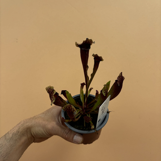 Sarracenia x mitchelliana