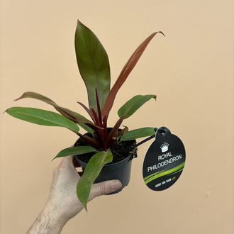 Philodendron Cherry Red 