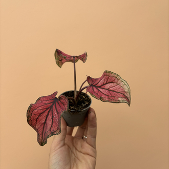 Mini Caladium