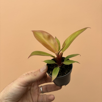 Mini Philodendron Prince of Orange 