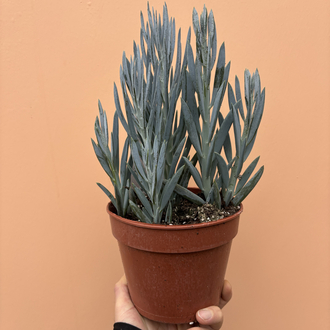 Curio ficoides 'Mount Everest'
