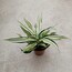 Dracaena Fragrans Yellow Coast