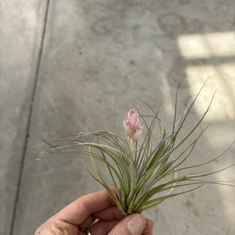 Tillandsia houston cotton candy