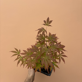 Acer Bonsai Deshojo