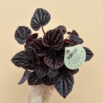 Peperomia Red Luna
