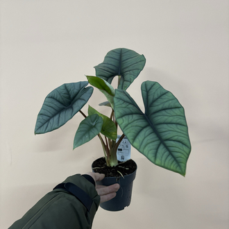 Alocasia Platinium