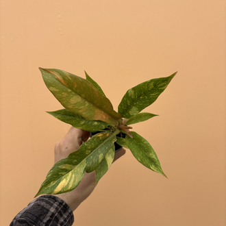 Philodendron Ring of fire variegata 