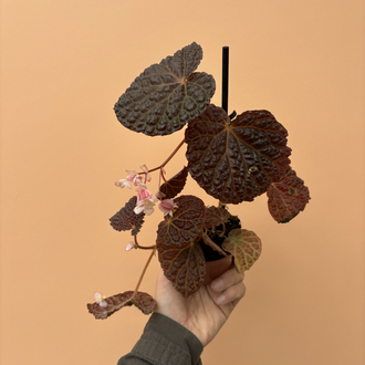 Begonia baik x dracopelta