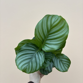 Calathea Orbifolia