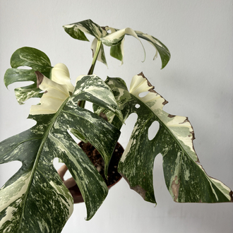 Monstera Deliciosa Albo Variegata 