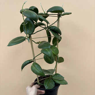 Hoya calycina 'Stargazer' 