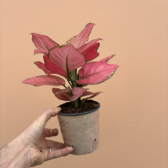 Aglaonema Pink Star 