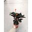 Calathea Crocata
