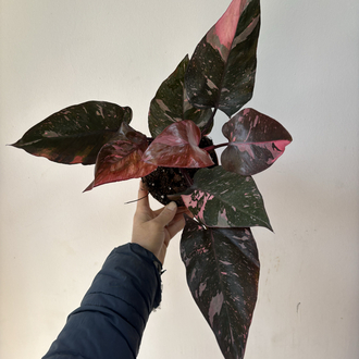 Philodendron Pink Prenses Marble