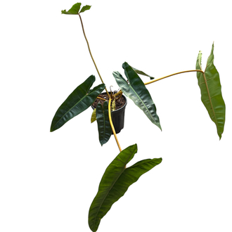 Büyük Philodendron Billiaite 