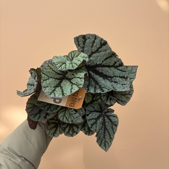 Begonia Fedor