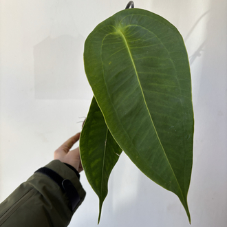 Anthurium Peltigerum