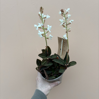 Ludisia Discolor 