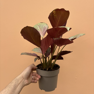 Calathea 'Silver Plate'