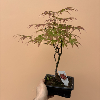 Acer Bonsai Deshojo