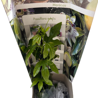 Passiflora edulis - çarkıfelek meyvesi fidanı