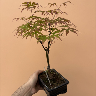 Acer Bonsai Deshojo