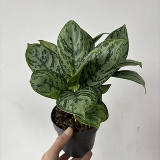 Aglaonema Jungle Silver 