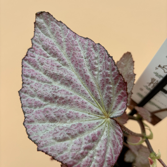Begonia Two Face
