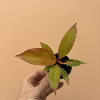 Mini Philodendron Prince of Orange 