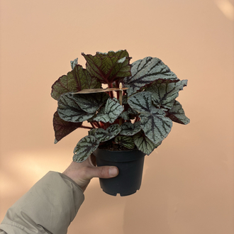 Begonia Fedor