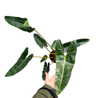 Büyük Philodendron Billiaite 