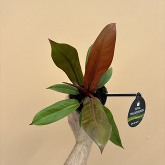 Philodendron Cherry Red 