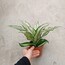 Dracaena Fragrans Yellow Coast