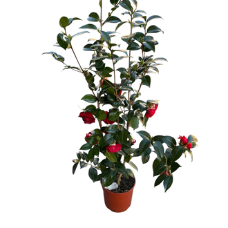 Camelia Japonica - Japon Kamelyası