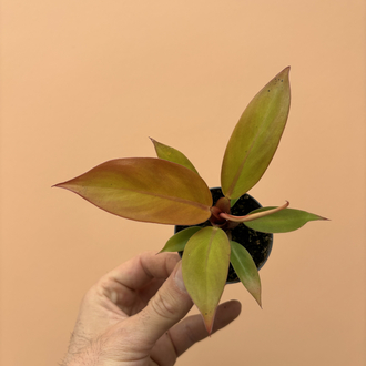 Mini Philodendron Prince of Orange 