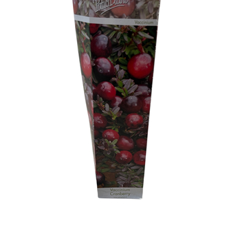 Vaccinium Macrocarpon ‘Cranberry’ Turna yemişi Fidesi