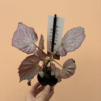 Begonia Two Face