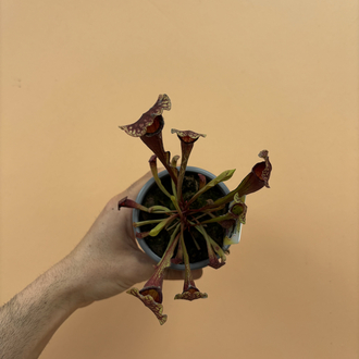 Sarracenia x mitchelliana