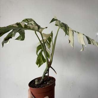 Monstera Deliciosa Albo Variegata 
