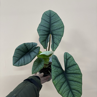 Alocasia Platinium