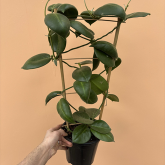 Hoya calycina 'Stargazer' 