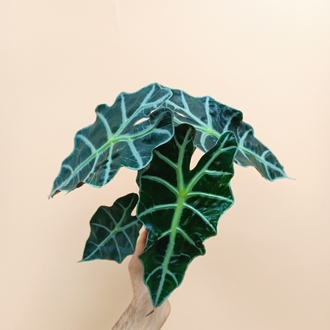 Alocasia Polly 