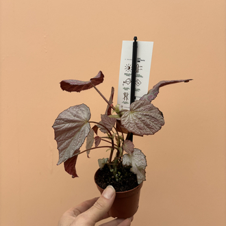 Begonia Two Face