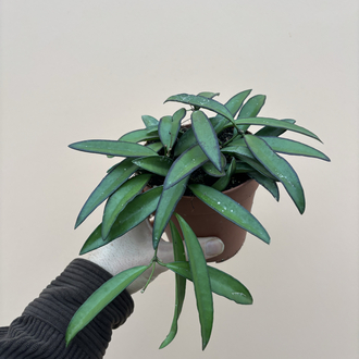 Hoya Wayetti