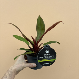 Philodendron Cherry Red 