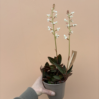 Ludisia Discolor 