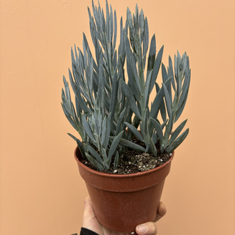 Curio ficoides 'Mount Everest'
