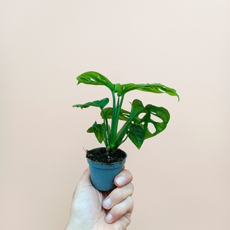 Mini Monstera Adansonii 