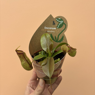 Nepenthes Hookeriana 