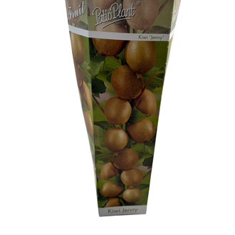 Kiwi Actinidia ‘Jenny’ - Kivi Meyvesi Fidanı 